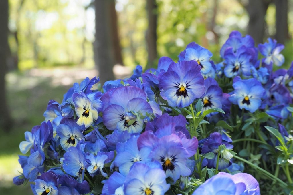 Blue and purple Pansies in flower bed