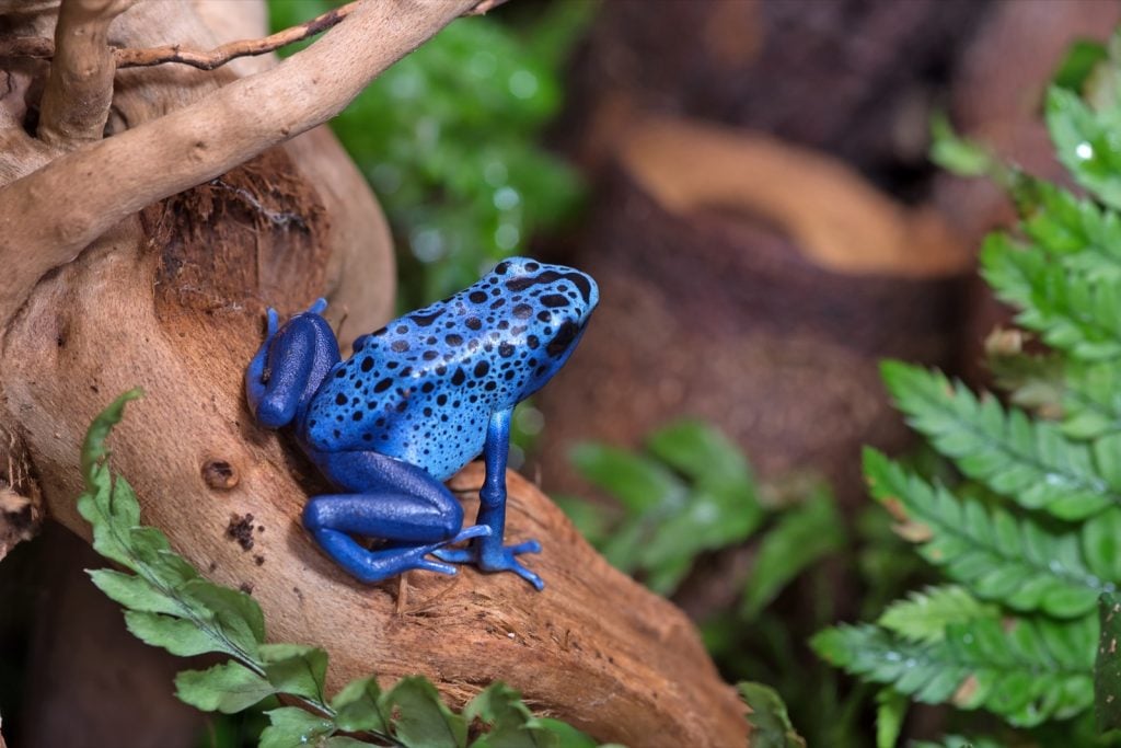 Blue poison dart frog aka Dendrobates Tinctorius Azureus in the forest