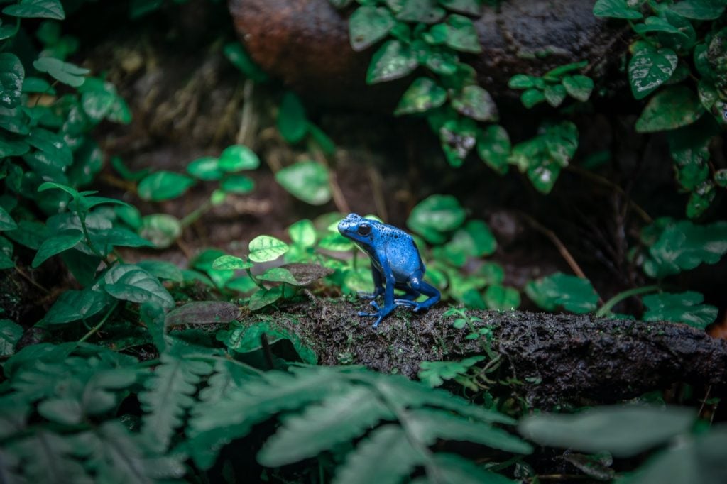 Blue poison dart frog in rain forest