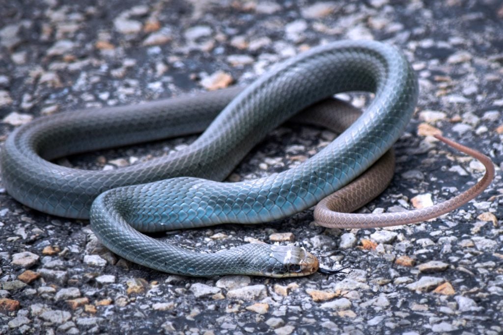 Blue racer snake on asphalt road