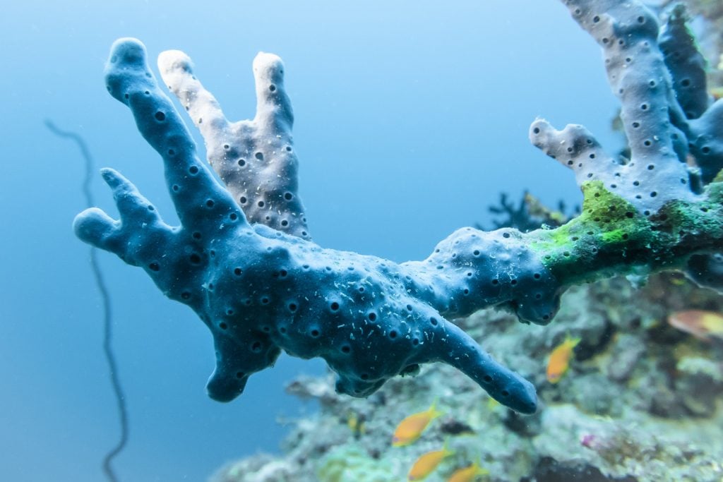 Blue sea sponge on a coral reef at the bottom of the Indian Ocean