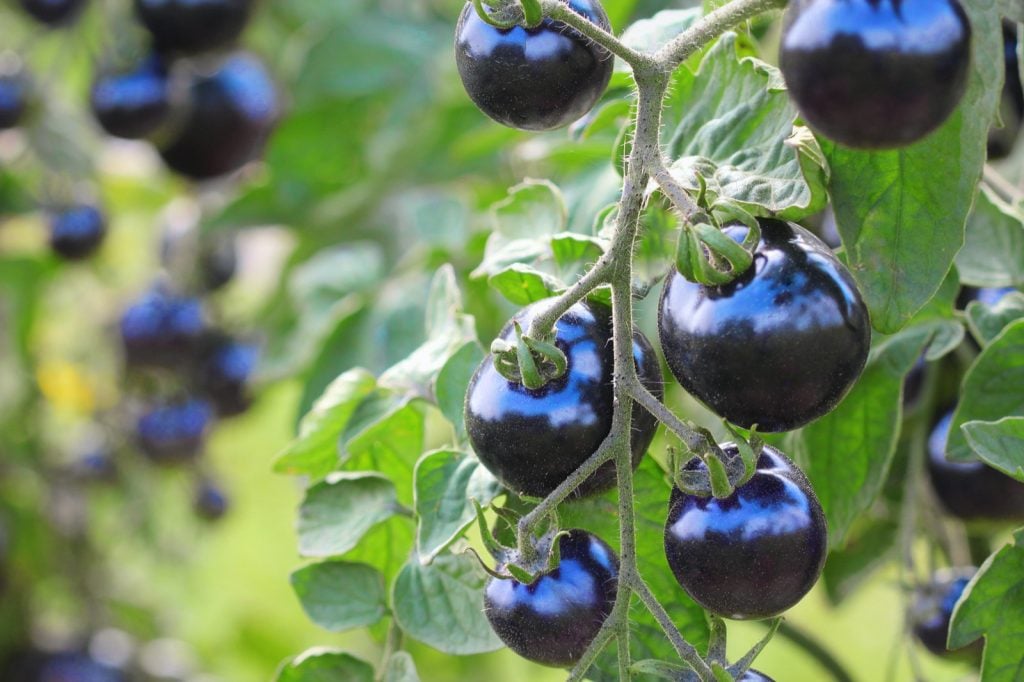 Blue colored tomatoes on a plant vine