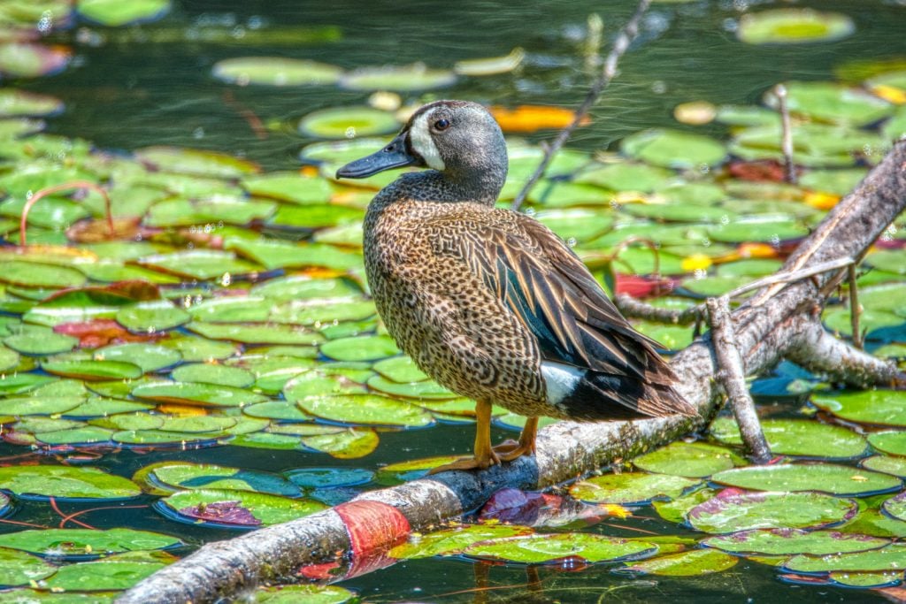 Blue-winged Teal Duck sitting on a tree branch on the water