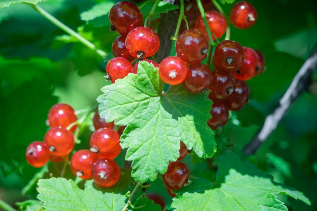 Branch of red currants with green leaves close up