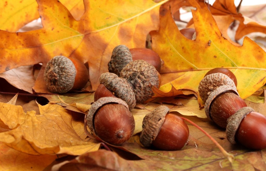 Close up of brown acorns lying on autumn leaves on the ground