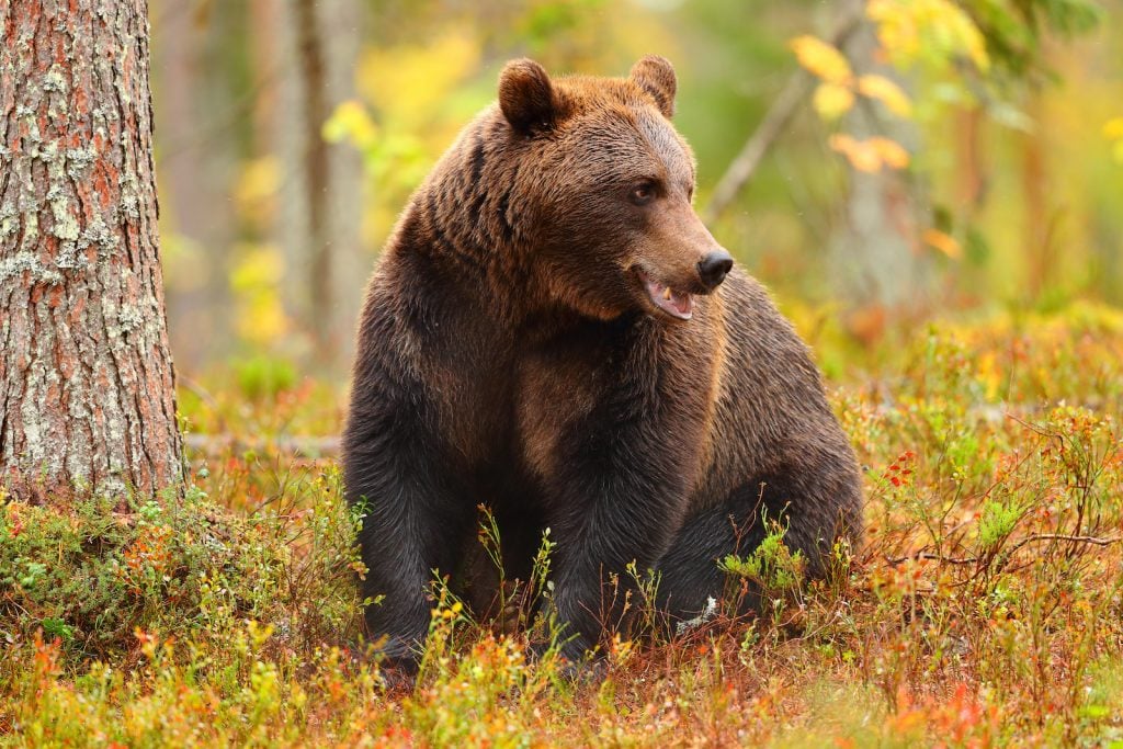 Close up of a brown bear sitting in the forrest in the fall