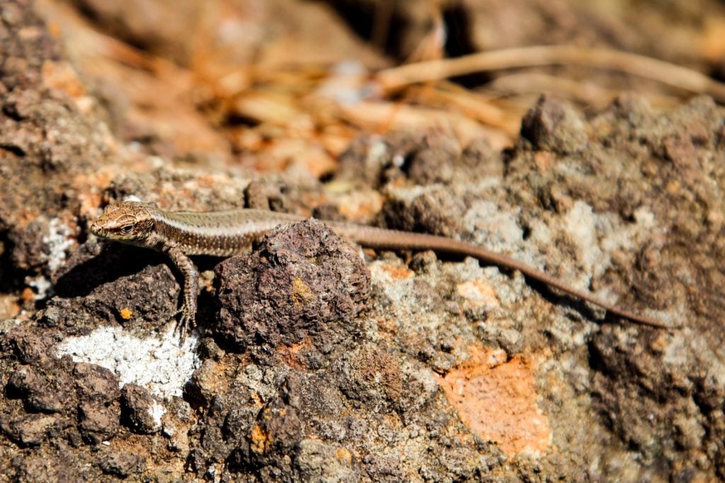 Brown coal skink on rocks in Florida USA