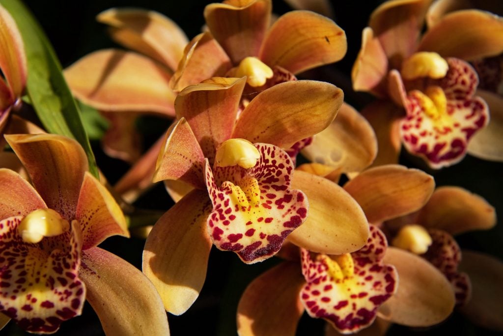 Close up of brown cymbidiums in bloom