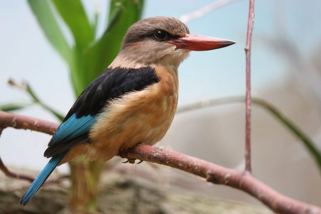 Close up of Brown-hooded Kingfisher sitting on a small branch