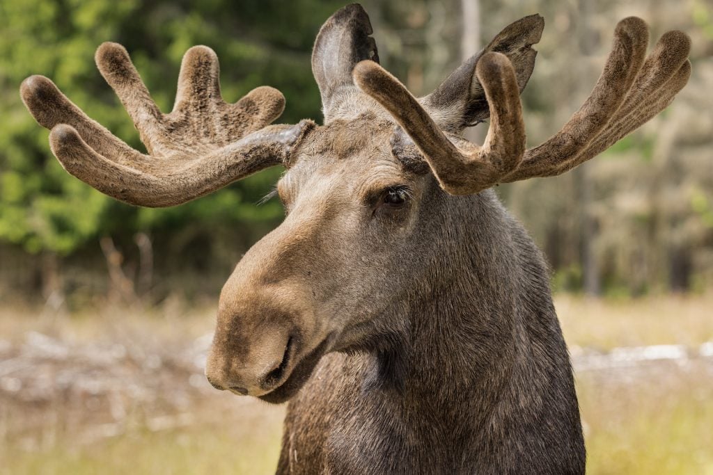 Close up of a large male moose buck in the forrest