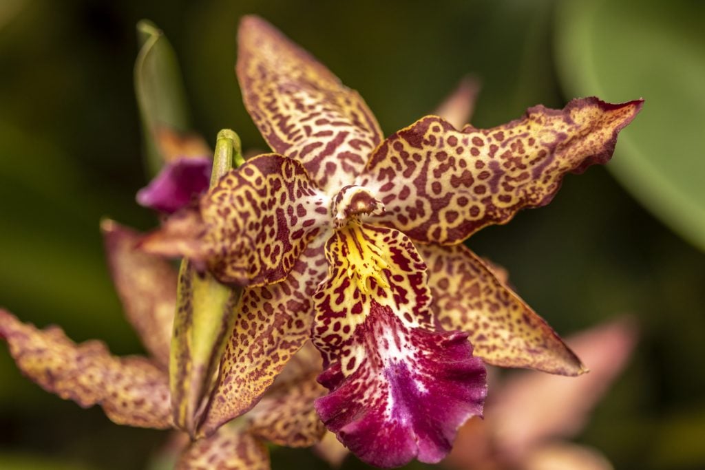 Cattleya orchids in bloom purple with brown, yellow and white spots