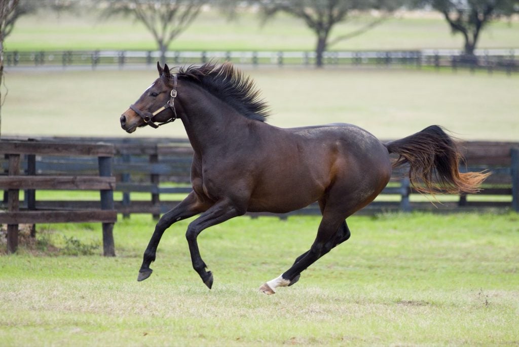 Brown thoroughbred horse running around outside