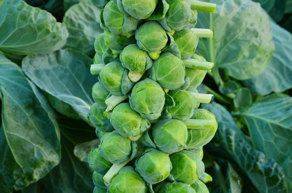 Fresh bright green brussels sprouts in the field waiting to get harvested