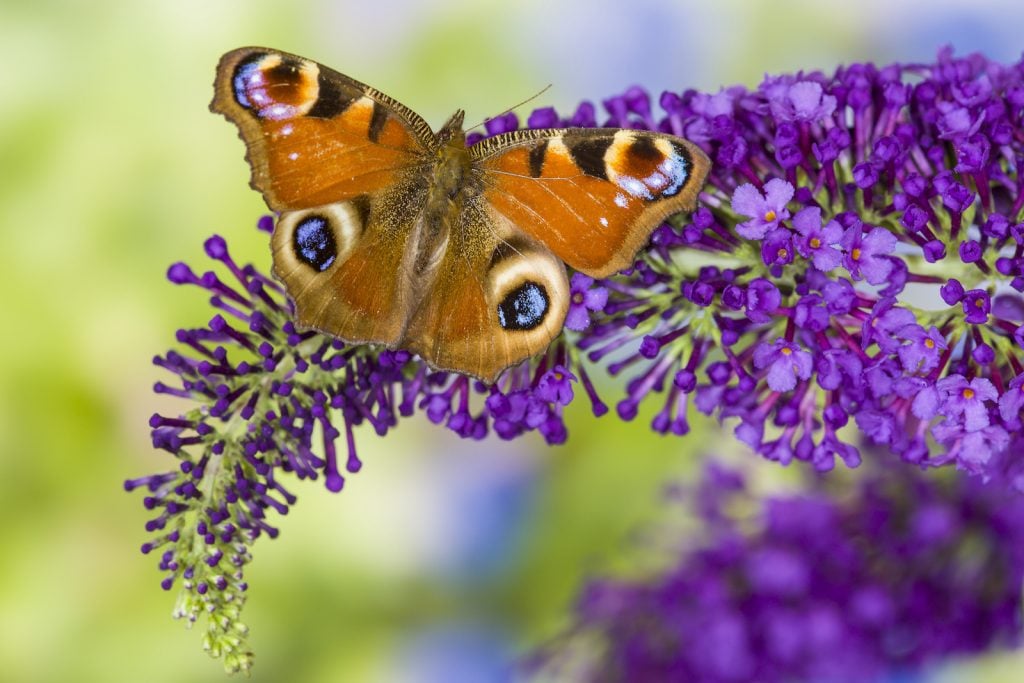 Closeup of purple butterfly bush flower with a Peacock butterfly sitting on it and drinking its nectar