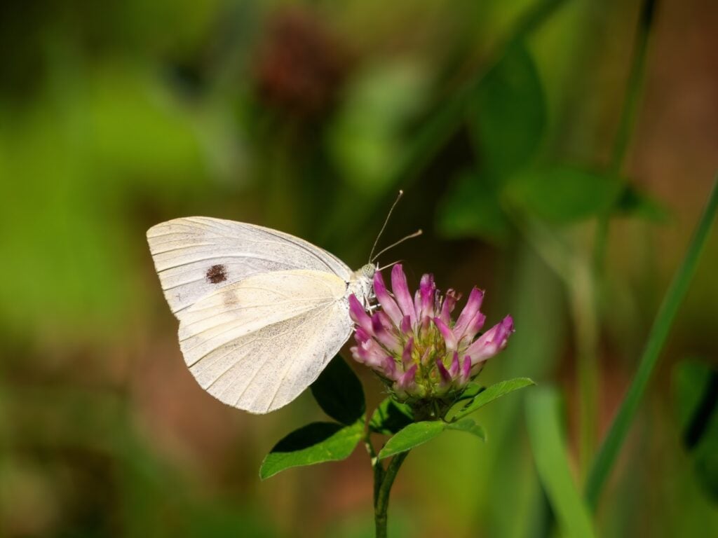 Cabbage white butterfly on clover flower