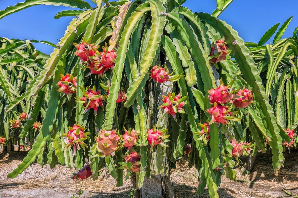 Cactus on a pole for harvest with ripe dragon fruits on a sunny day
