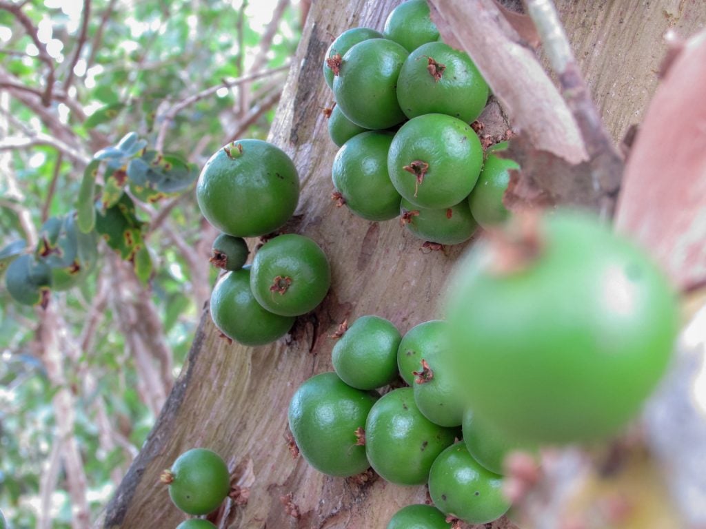 Green cambucá fruit growing on the tree