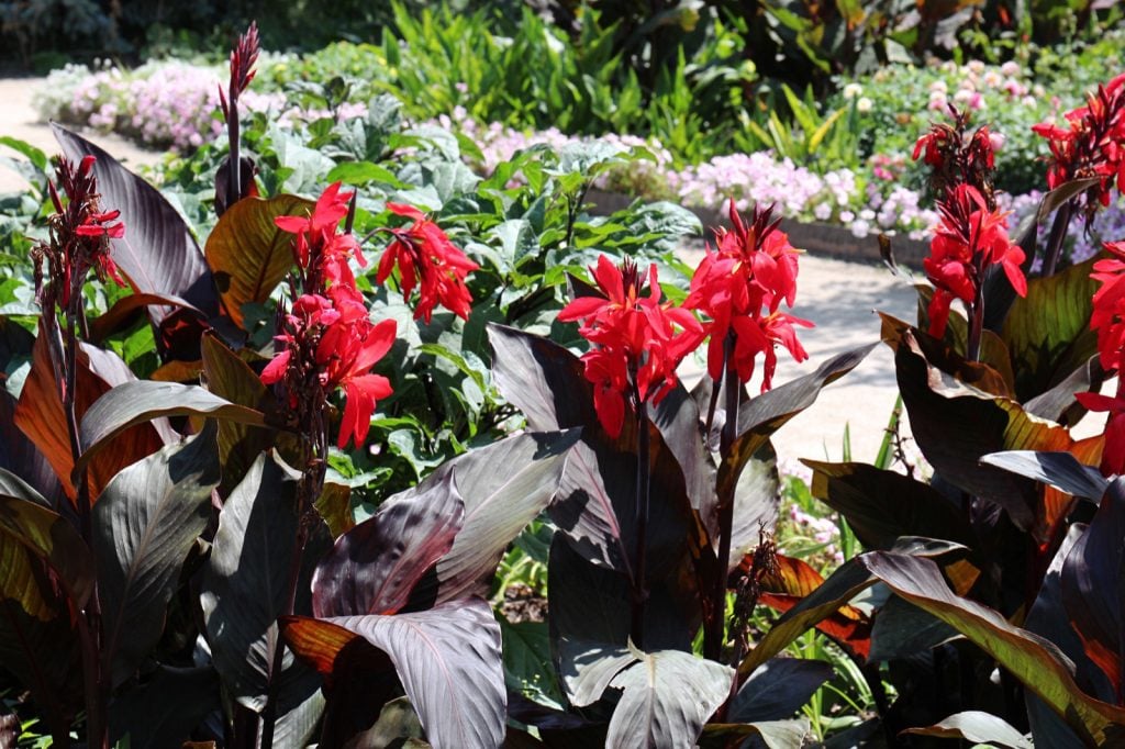 Canna tropicanna black with dark leaves and bright red flowers