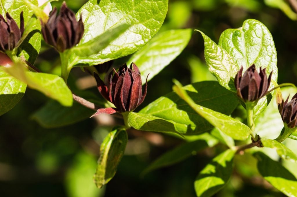 Carolina allspice or sweetshrub aka Calycanthus Floridus in garden