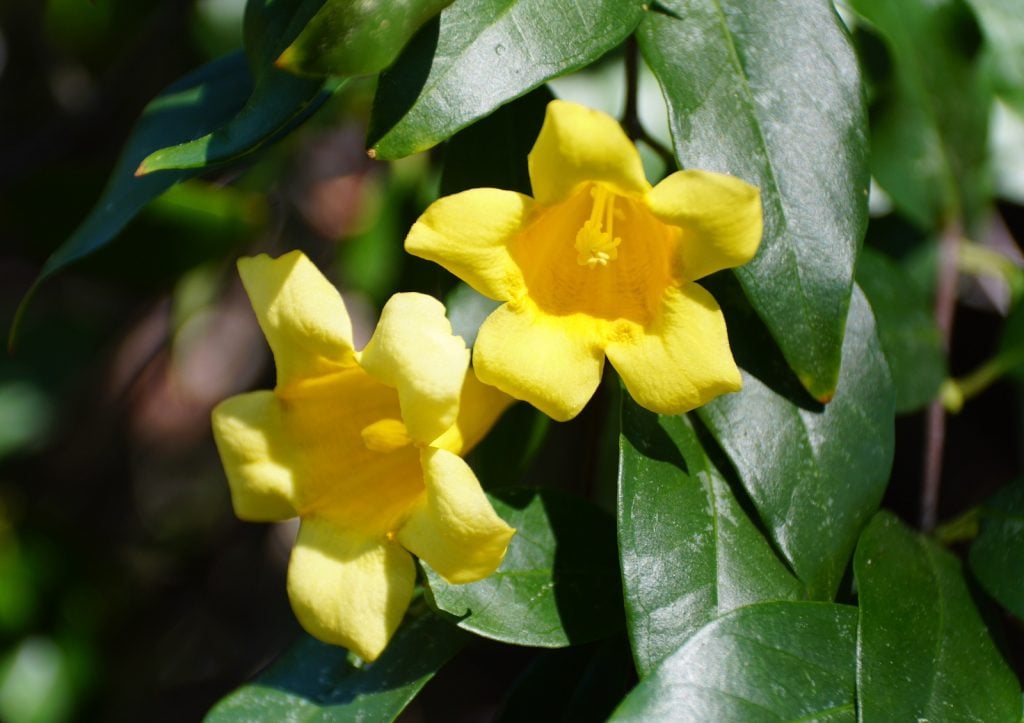 Climbing Carolina yellow jessamine flower vine plant