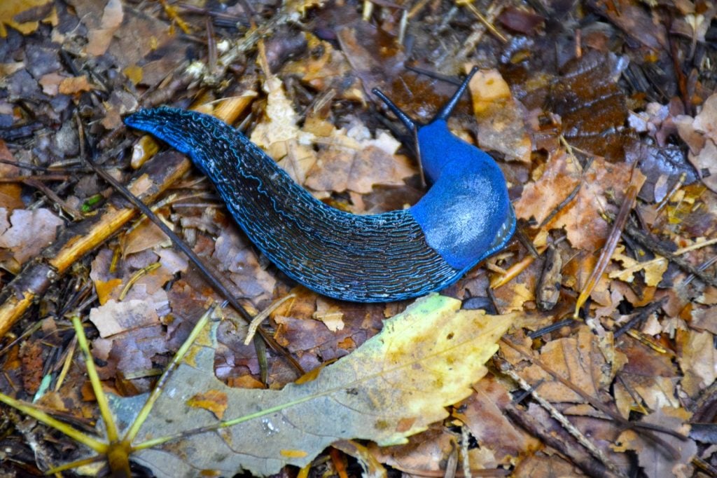 Carpathian Blue Slug crawling over dry leaves in forest