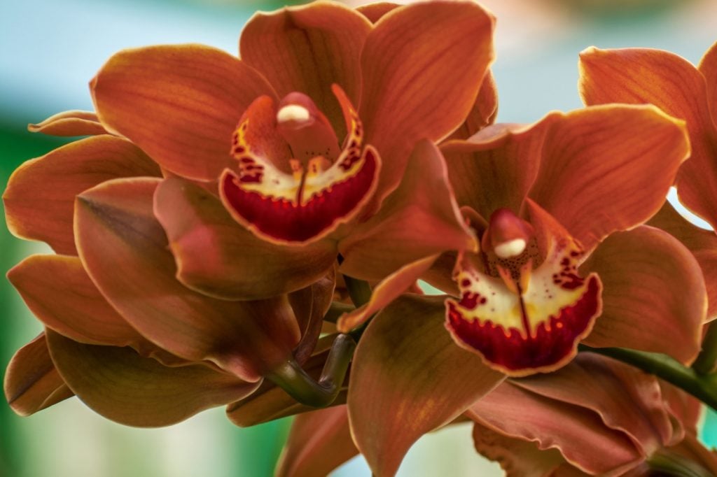 Charlie brown boat orchid flower closeup