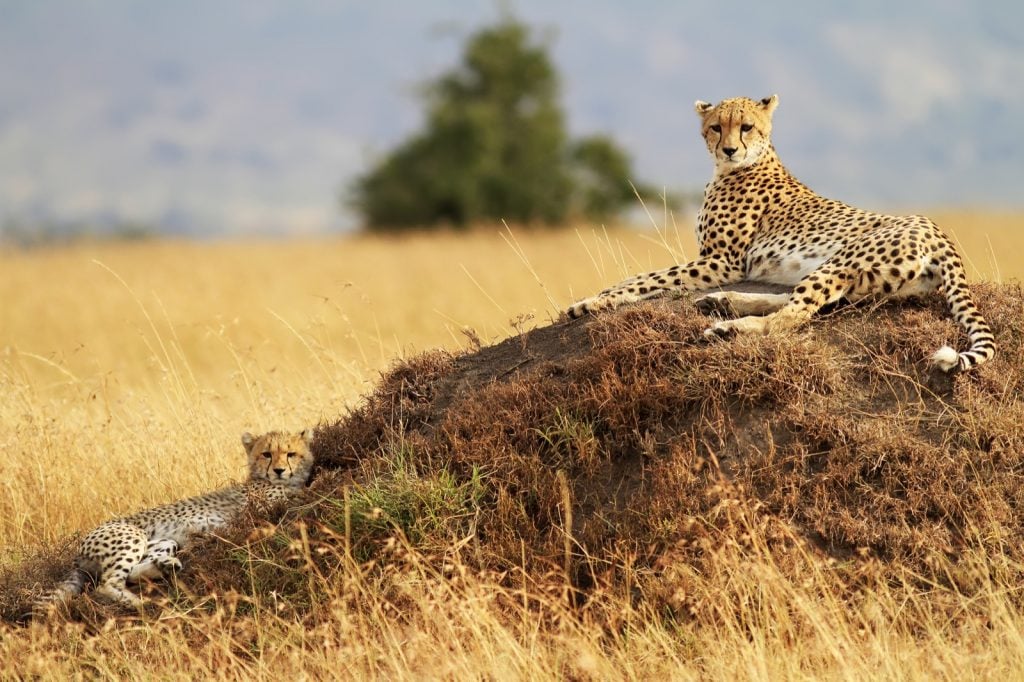 Cheetah with cub on the Masai Mara national reserve in Kenya