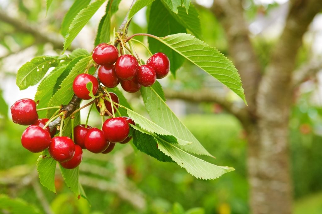 Cherries hanging on a cherry tree branch