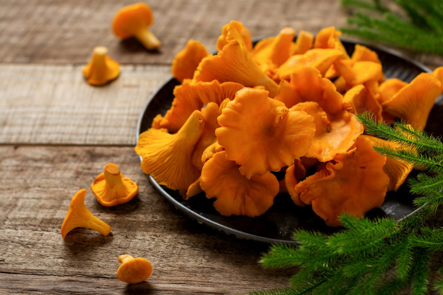 104 Things That Are Orange in Nature (Photos)