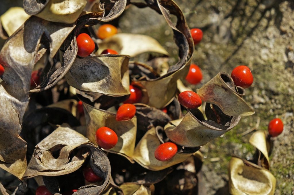 Red Circassian seeds from the Manjadi tree aka Adenanthera Pavonina