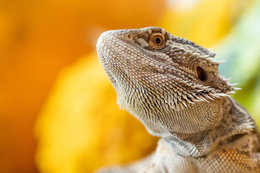 Close-up of brown bearded dragon lizard on a colorful background