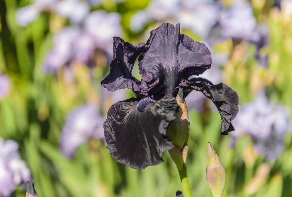 Close-up of a black bearded iris in a garden