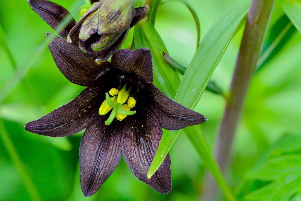 Close-up of black chocolate lilies