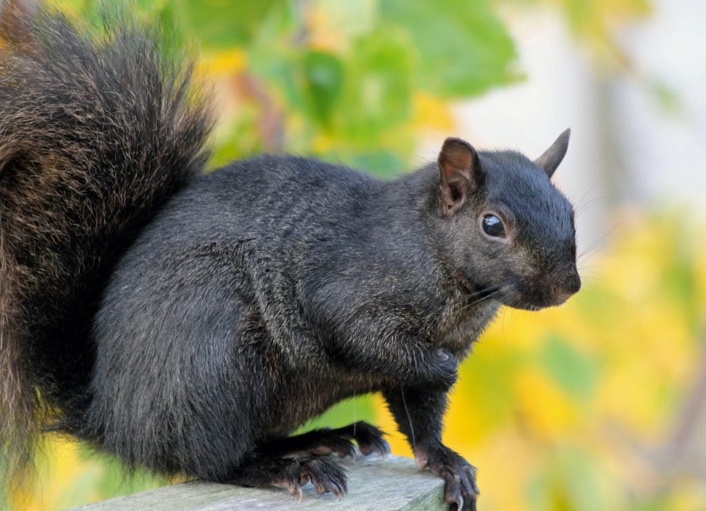 Close-up of a black squirrel sitting on a fence