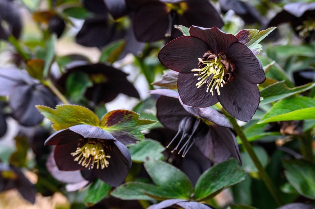 Close-up of blooming black hellebore flowers in spring garden