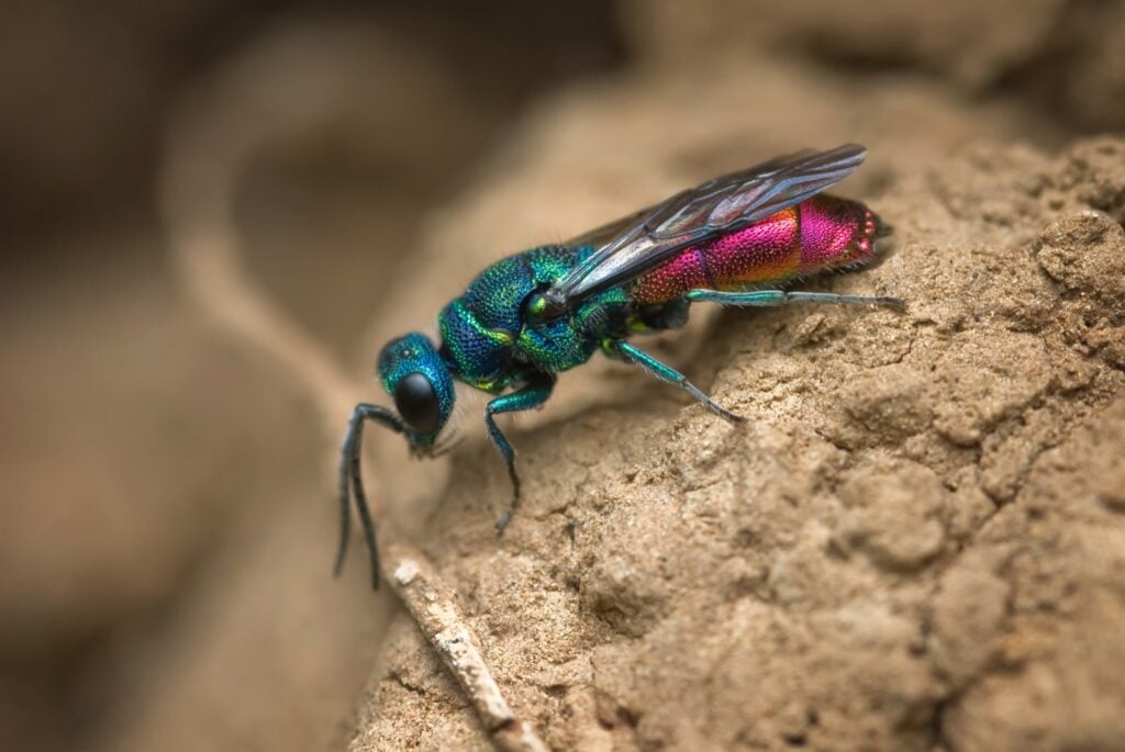 Close-up of colorful cuckoo wasp