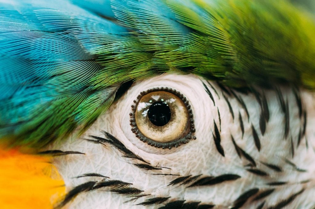 Eye of a colorful bird close up