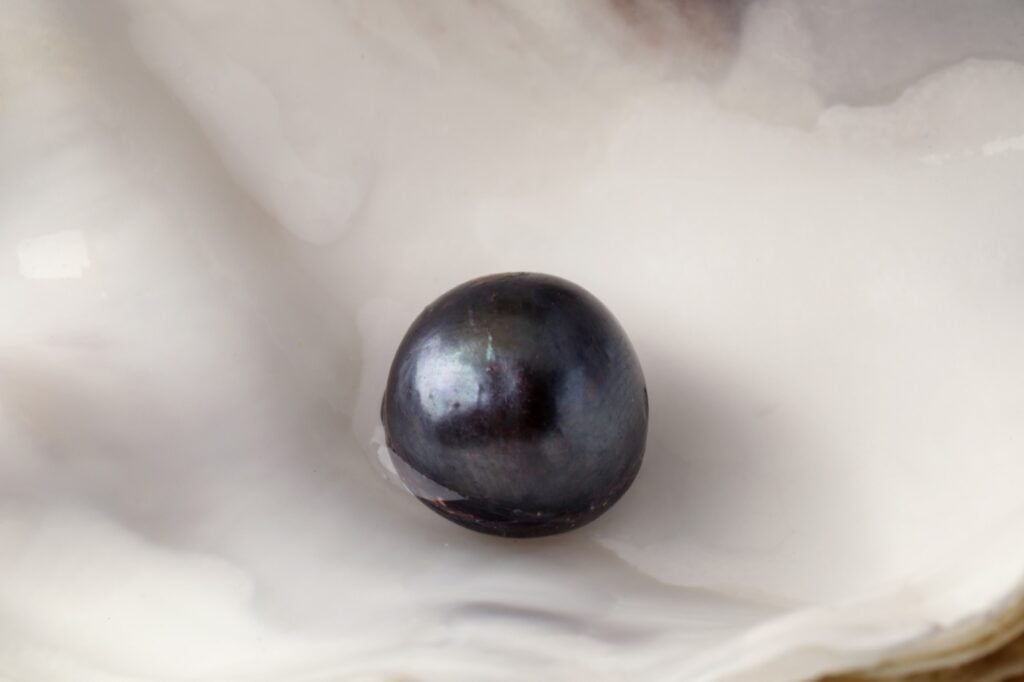 Close-up of open oyster with black pearl inside