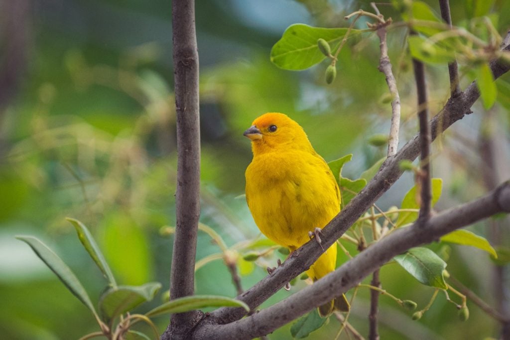 Close-up of a saffron finch perched on a tree branch