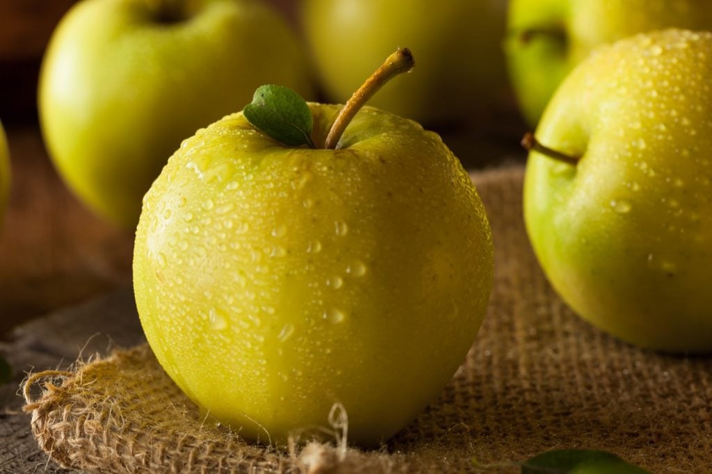 Close-up of yellow organic golden delicious apples