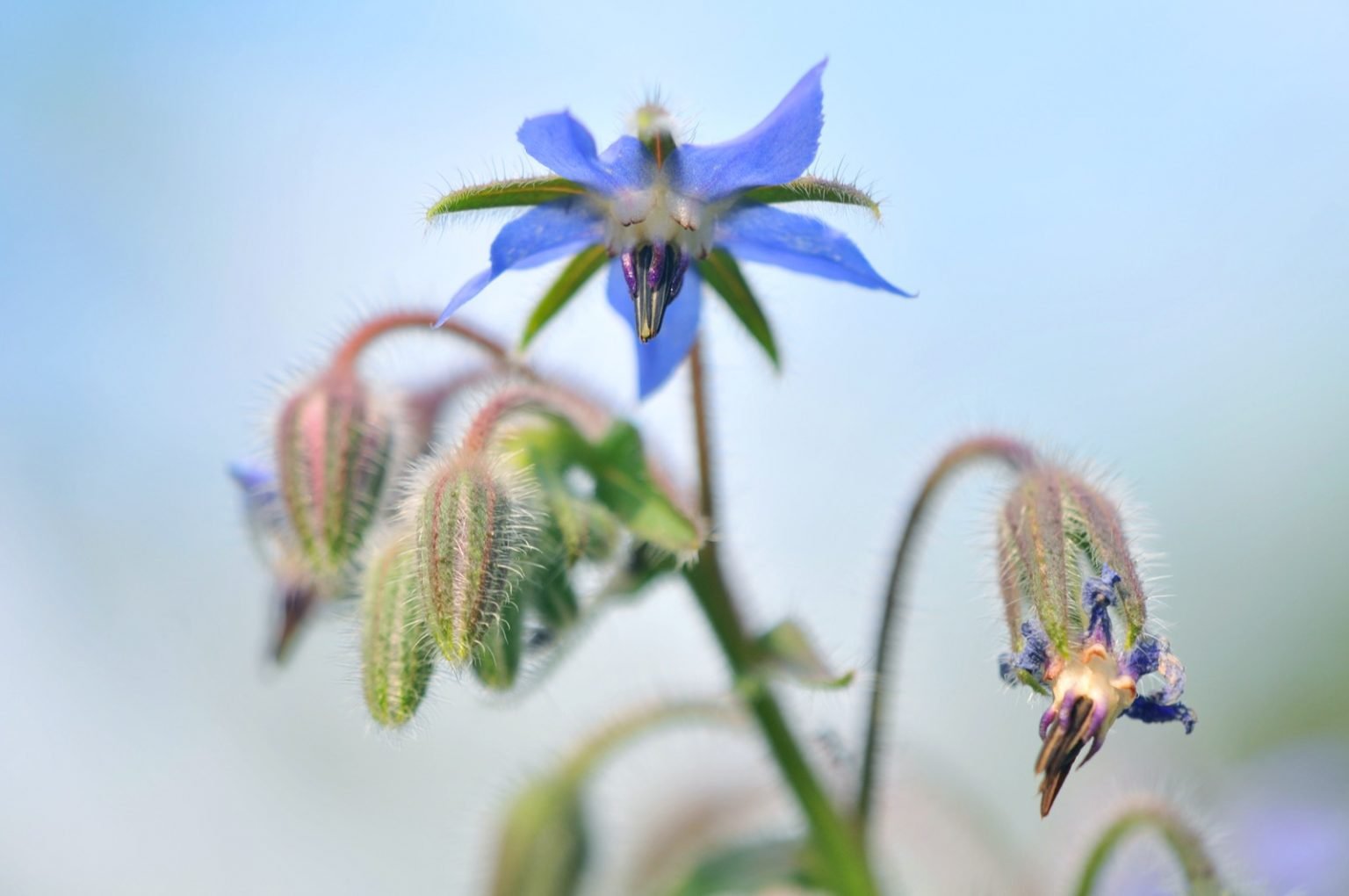 101 Things That Are Blue in Nature (Visual List)