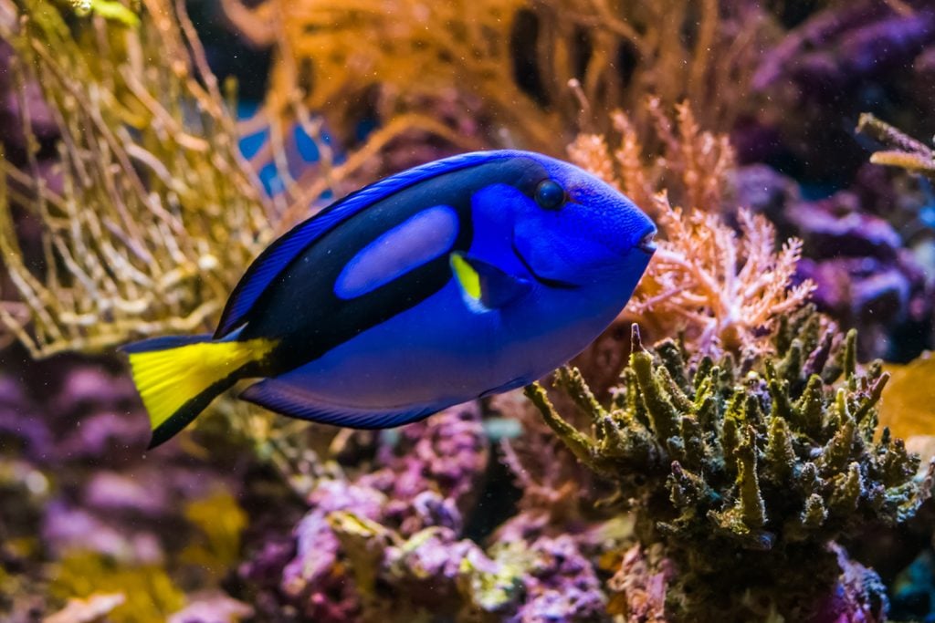 Closeup of exotic Blue Tang fish from the Pacific Ocean