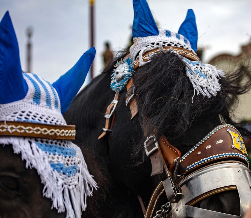 Closeup of horses with decorated heads in blue and white colors at the Oktoberfest in Munich, Germany