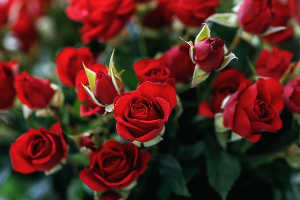 Closeup of small red roses
