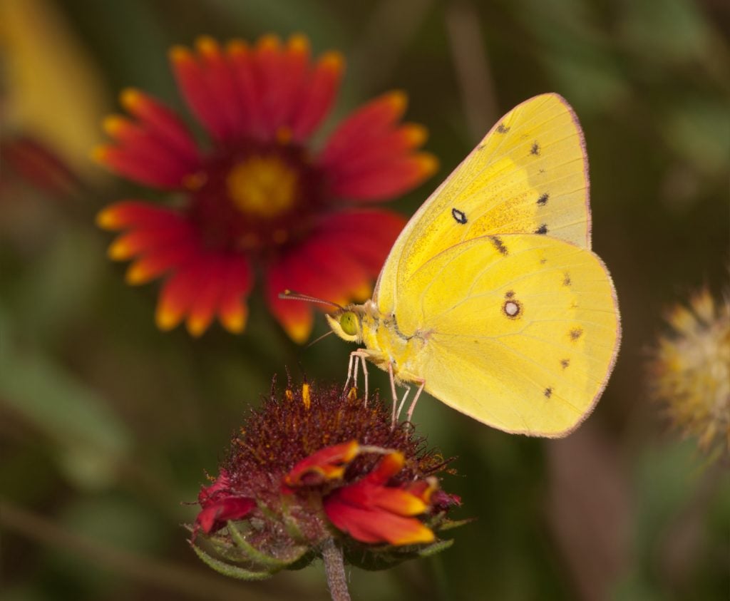 Bright yellow Clouded Sulphur butterfly feeding on an Indian Blanketflower