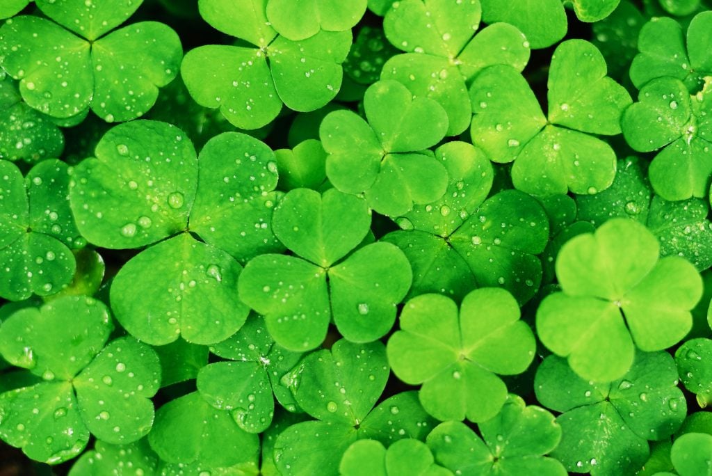 Top view of young green clover leaves with dew drops