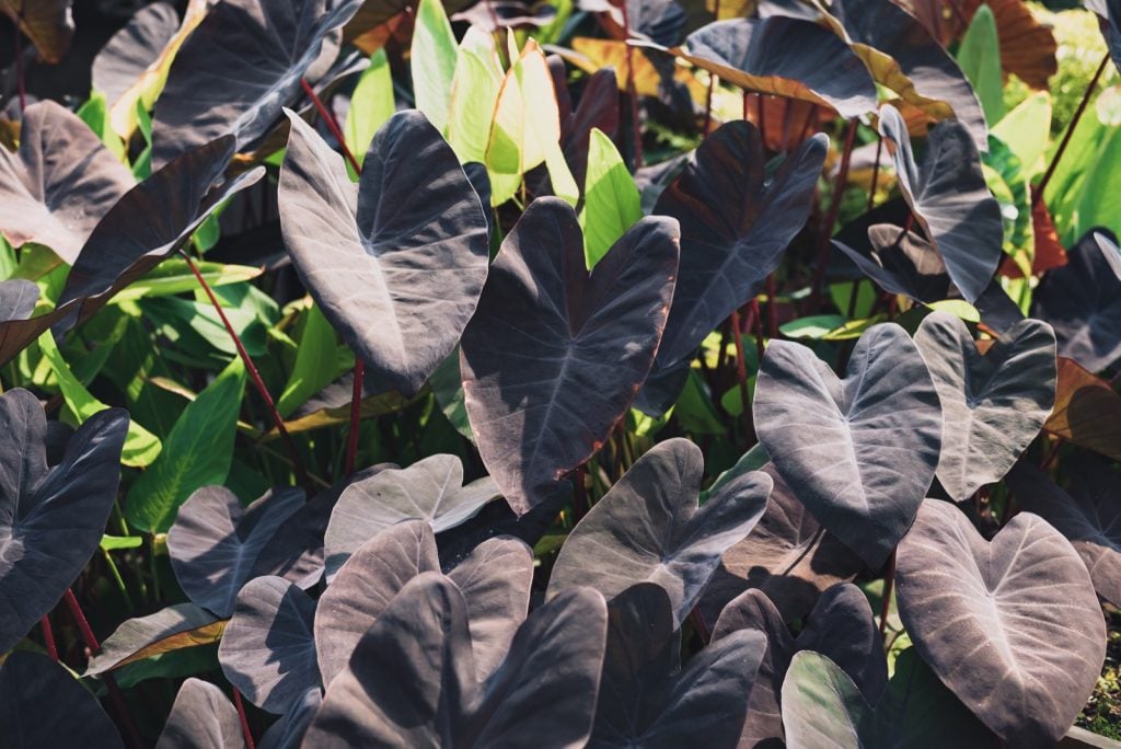 Colocasia black magic plants with heart shaped leaves