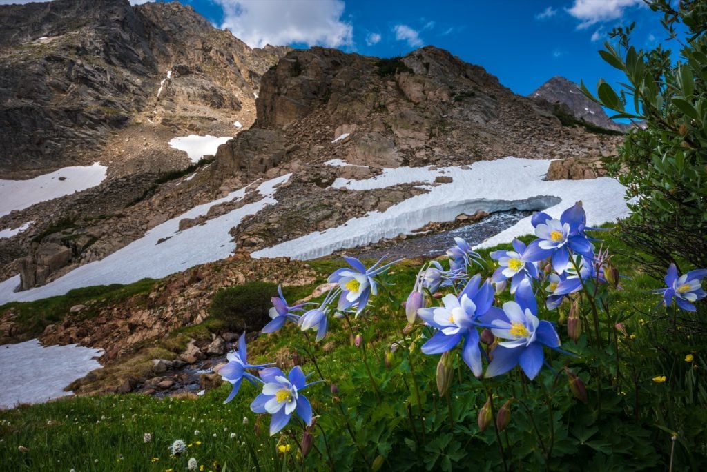 Colorado landscape with blue Columbine Flowers