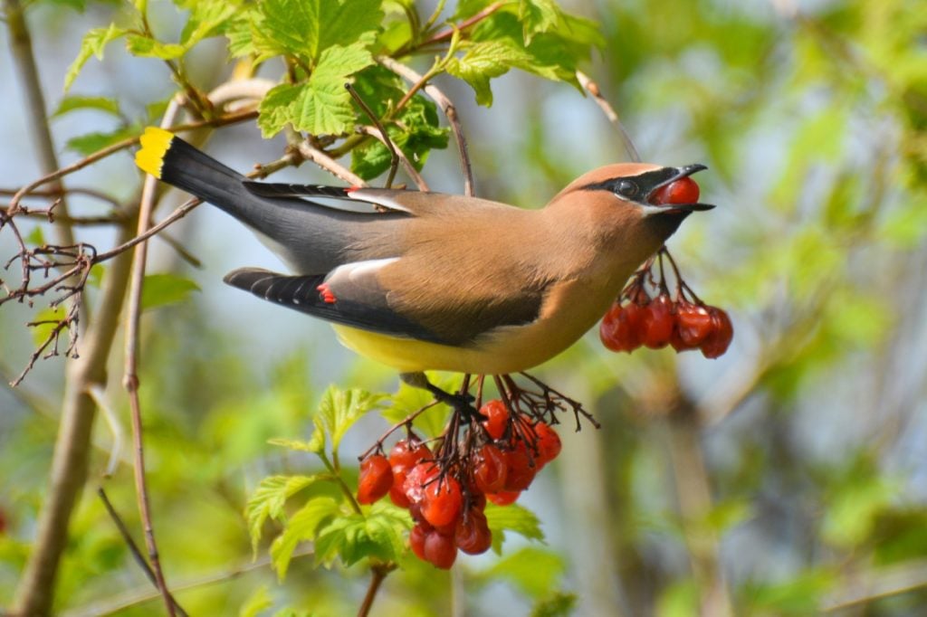 Colorful cedar waxwing bird eating berries