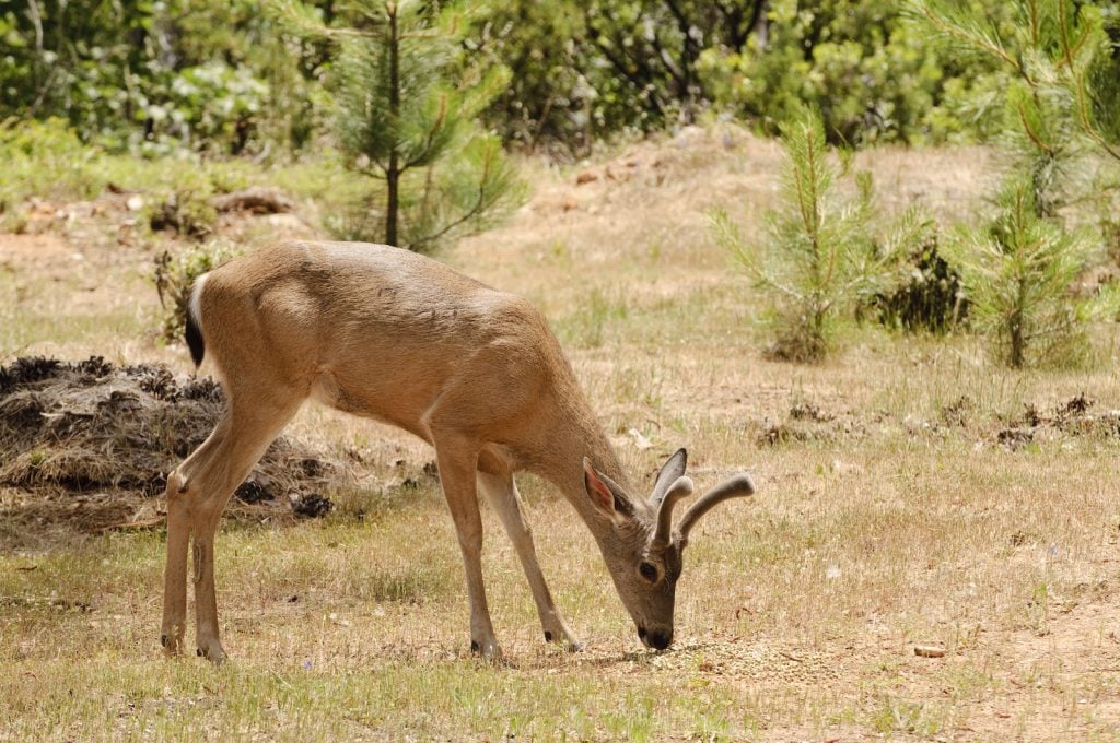 Young columbian black-tailed deer in the forest eating some greens